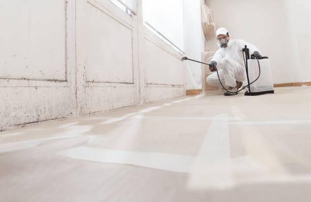 24/7 Emergency Black Mold Remediation experts in Buffalo Grove, IL